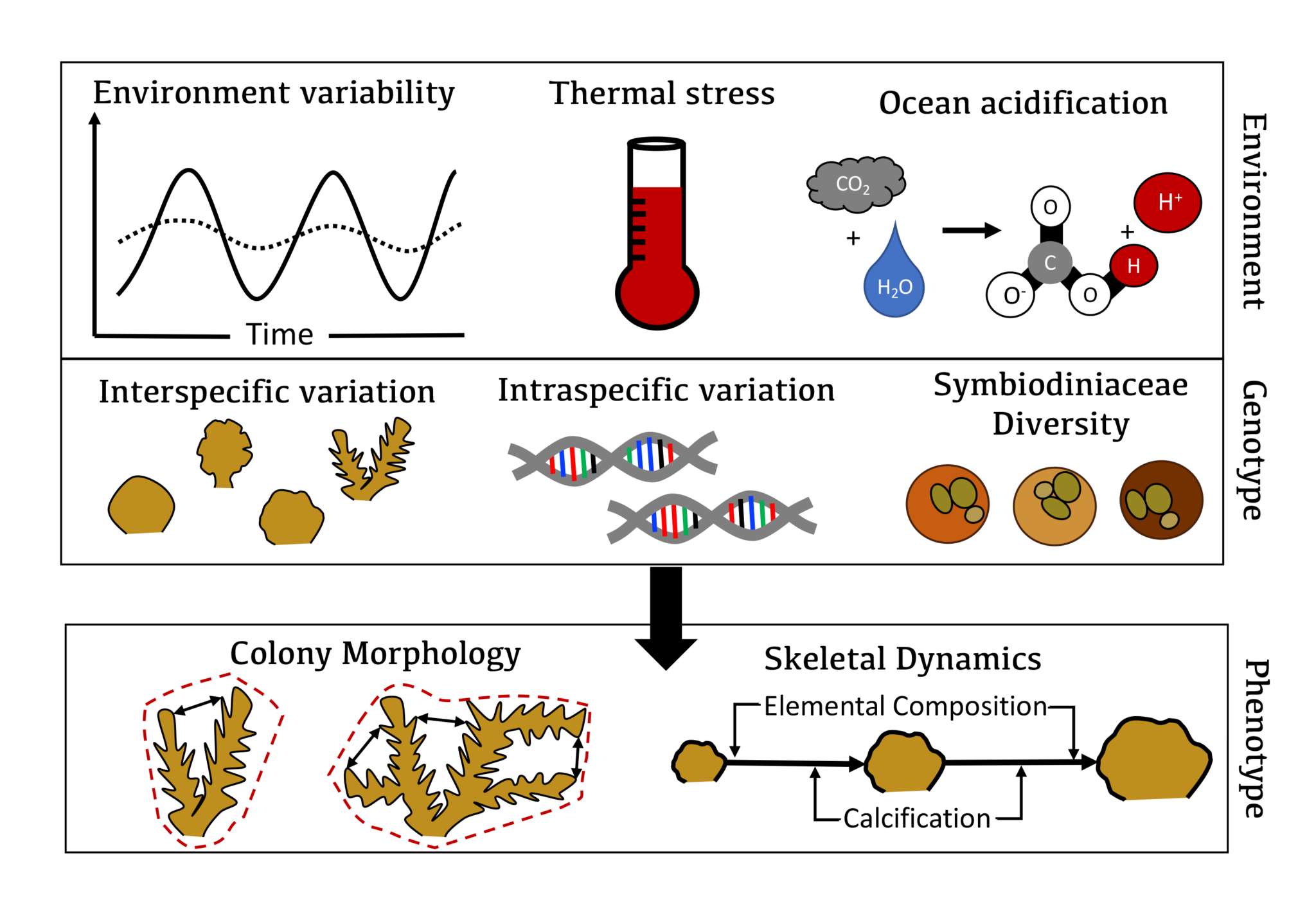 Disentangling species-, colony-, and symbiont-specific effects on coral ...